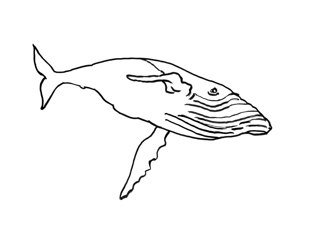 Раскраска: Морские животные (Животные) #22241 - Бесплатные раскраски для печати