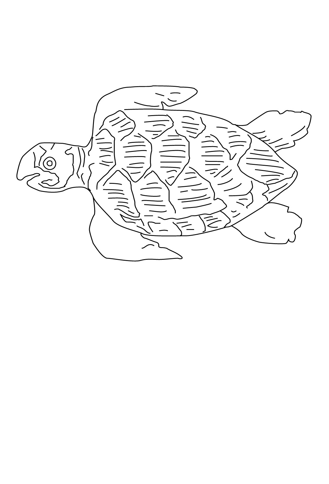 Раскраска: Морские животные (Животные) #22263 - Бесплатные раскраски для печати