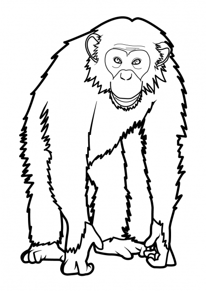Раскраска: обезьяна (Животные) #14220 - Бесплатные раскраски для печати