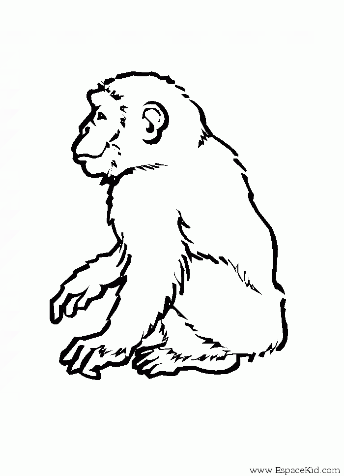 Раскраска: обезьяна (Животные) #14295 - Бесплатные раскраски для печати