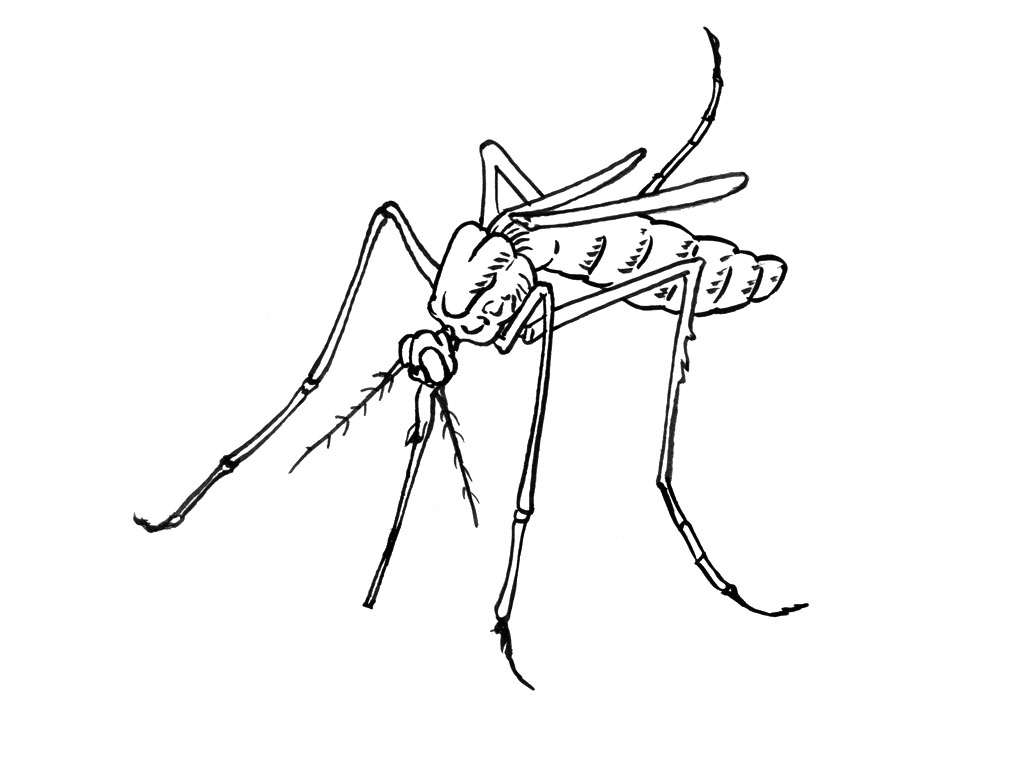 Раскраска: комар (Животные) #11319 - Бесплатные раскраски для печати