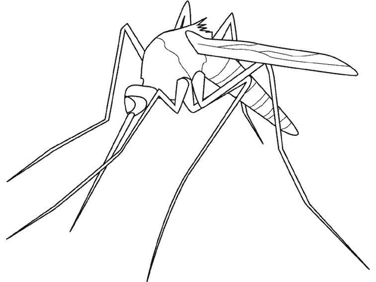 Раскраска: комар (Животные) #11320 - Бесплатные раскраски для печати