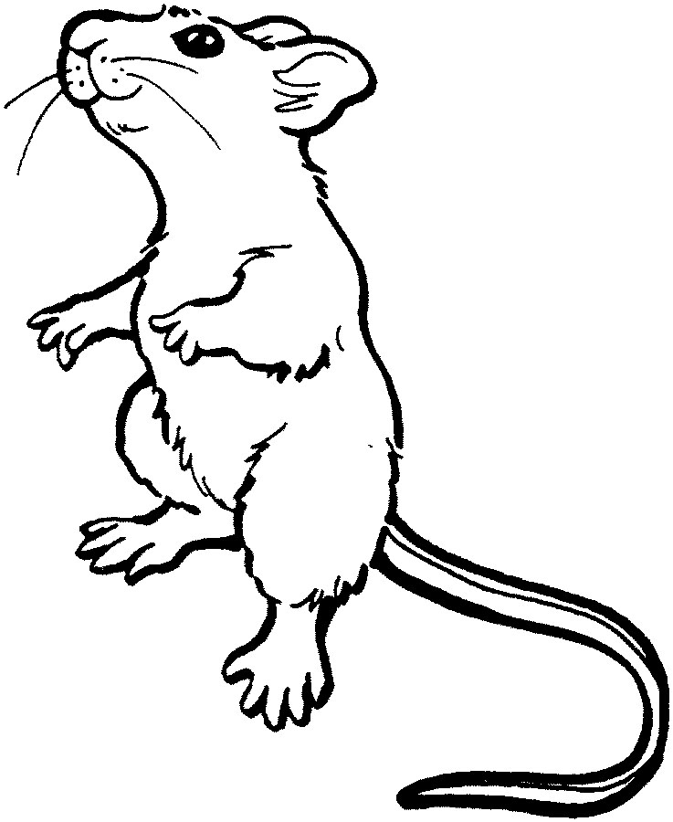 Раскраска: мышь (Животные) #13953 - Бесплатные раскраски для печати