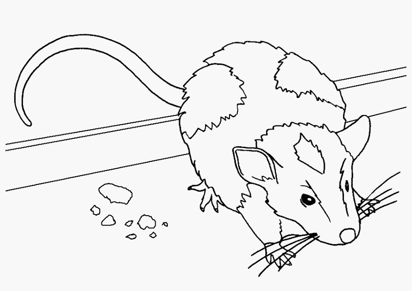 Раскраска: мышь (Животные) #13963 - Бесплатные раскраски для печати