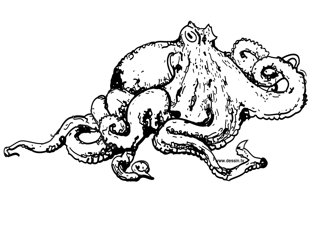Раскраска: осьминог (Животные) #18940 - Бесплатные раскраски для печати