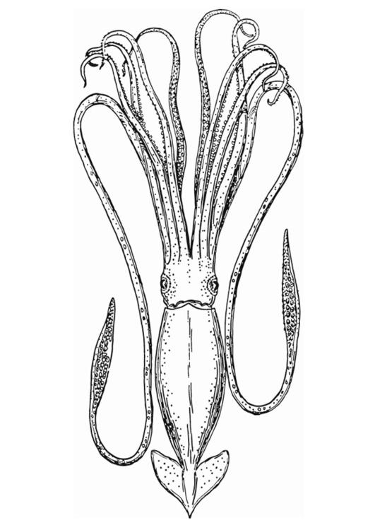 Раскраска: осьминог (Животные) #18945 - Бесплатные раскраски для печати