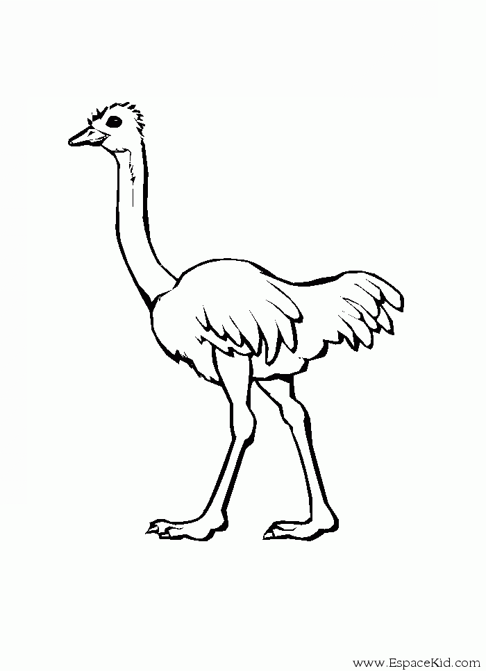 Раскраска: страус (Животные) #678 - Бесплатные раскраски для печати