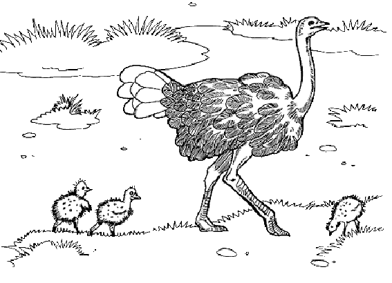 Раскраска: страус (Животные) #680 - Бесплатные раскраски для печати