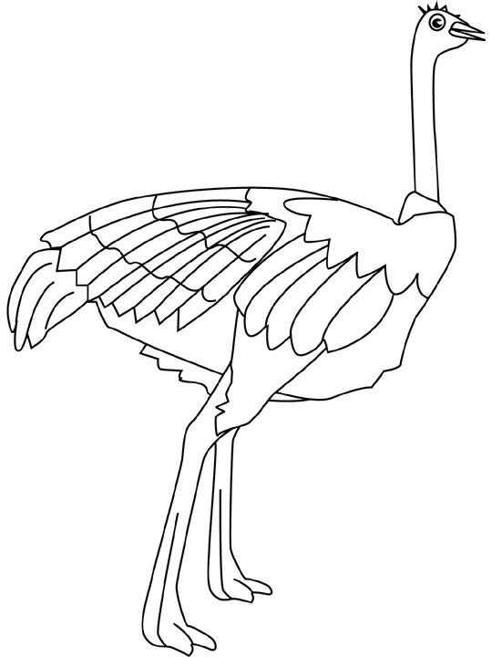 Раскраска: страус (Животные) #682 - Бесплатные раскраски для печати