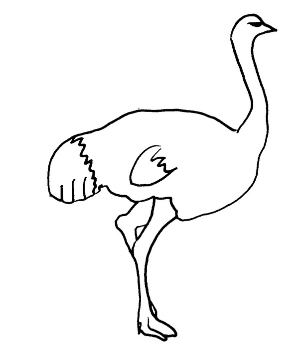 Раскраска: страус (Животные) #701 - Бесплатные раскраски для печати