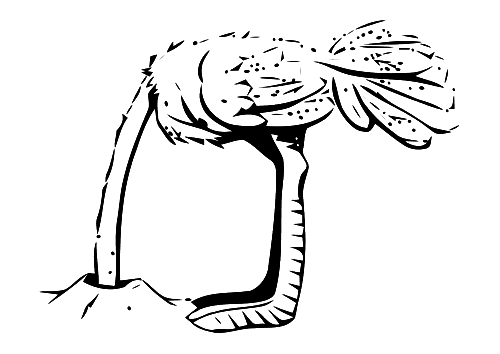 Раскраска: страус (Животные) #748 - Бесплатные раскраски для печати