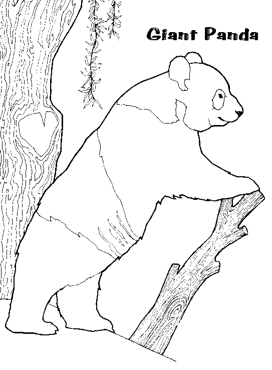 Раскраска: панда (Животные) #12508 - Бесплатные раскраски для печати