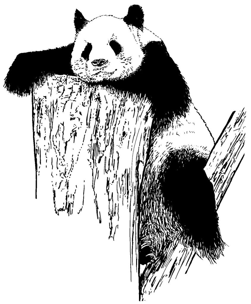 Раскраска: панда (Животные) #12625 - Бесплатные раскраски для печати