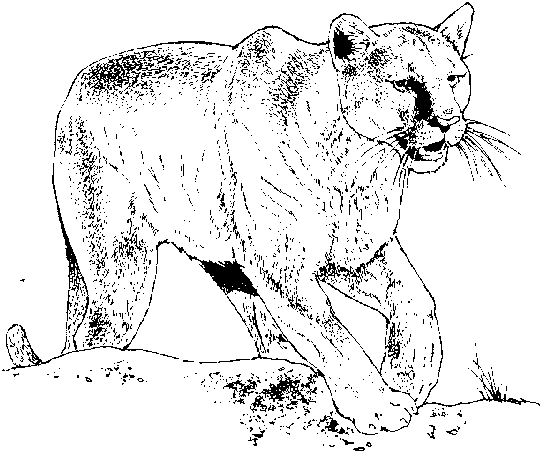 Раскраска: пантера (Животные) #15514 - Бесплатные раскраски для печати