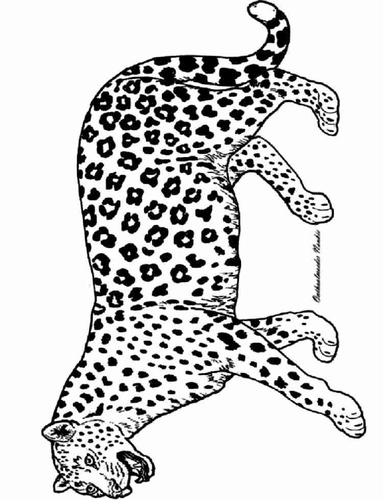 Раскраска: пантера (Животные) #15520 - Бесплатные раскраски для печати