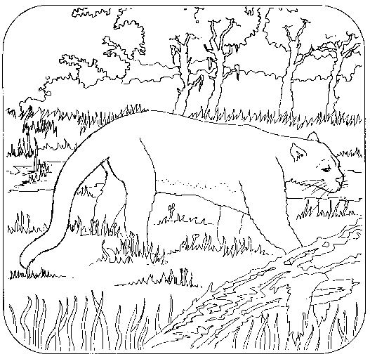 Раскраска: пантера (Животные) #15547 - Бесплатные раскраски для печати