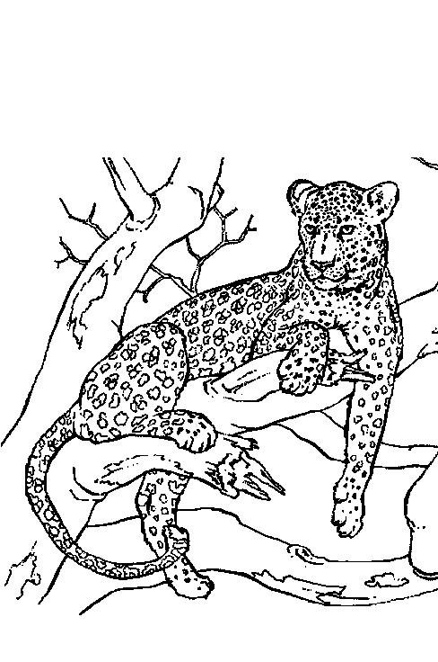 Раскраска: пантера (Животные) #15566 - Бесплатные раскраски для печати