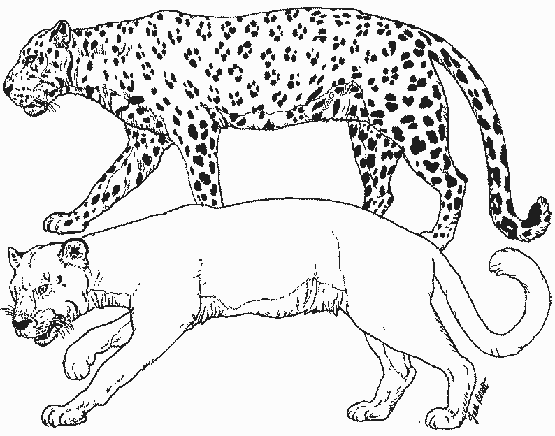 Раскраска: пантера (Животные) #15598 - Бесплатные раскраски для печати