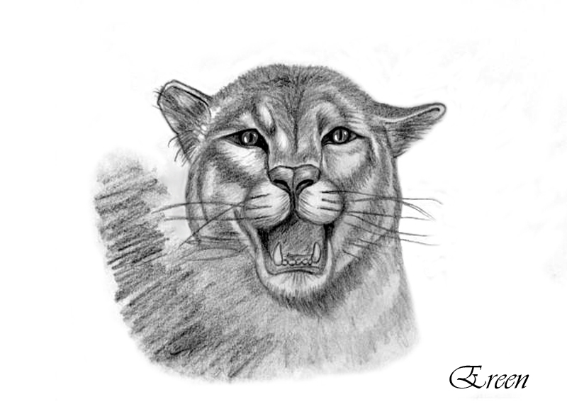 Раскраска: пантера (Животные) #15650 - Бесплатные раскраски для печати