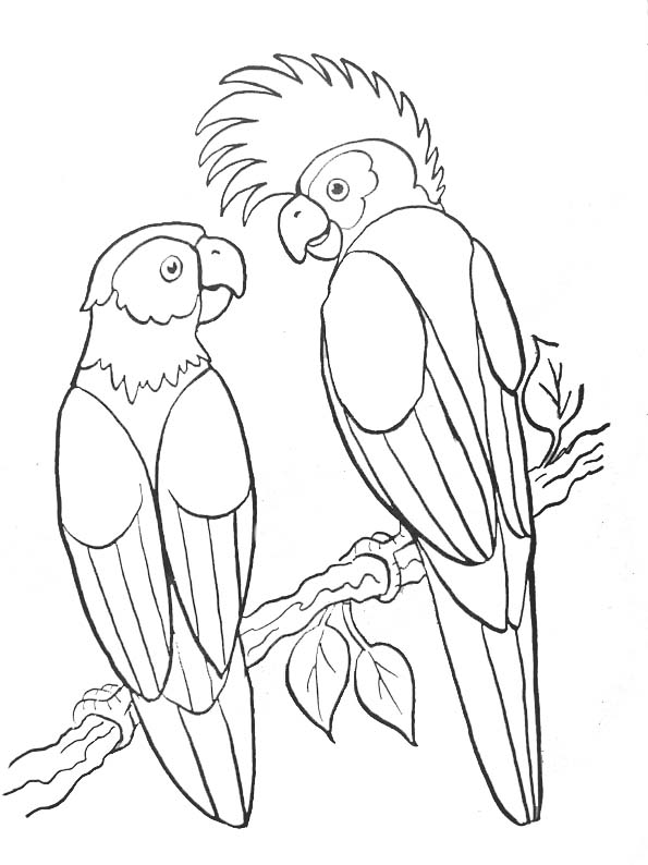Раскраска: попугай (Животные) #16064 - Бесплатные раскраски для печати