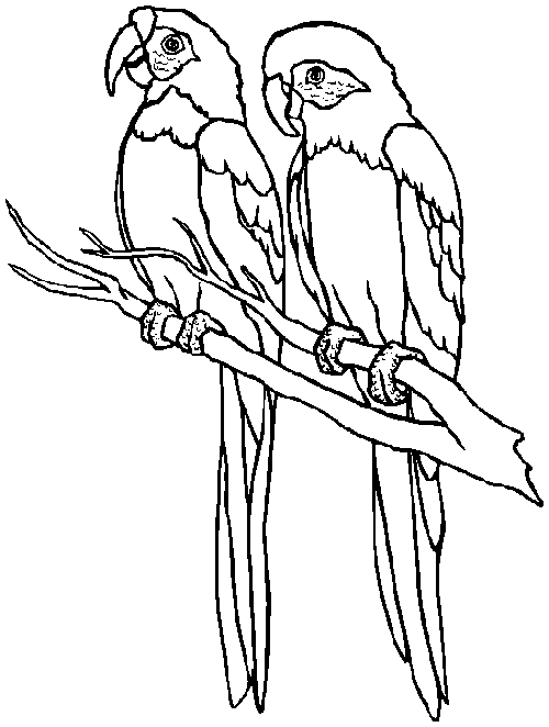 Раскраска: попугай (Животные) #16065 - Бесплатные раскраски для печати