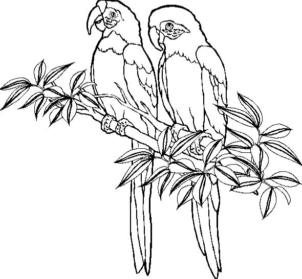 Раскраска: попугай (Животные) #16070 - Бесплатные раскраски для печати