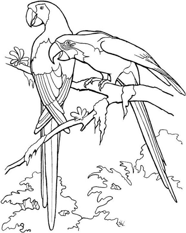 Раскраска: попугай (Животные) #16071 - Бесплатные раскраски для печати