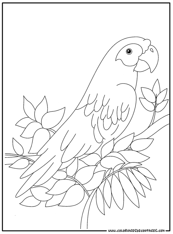 Раскраска: попугай (Животные) #16078 - Бесплатные раскраски для печати