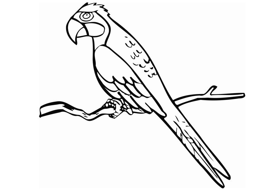 Раскраска: попугай (Животные) #16084 - Бесплатные раскраски для печати