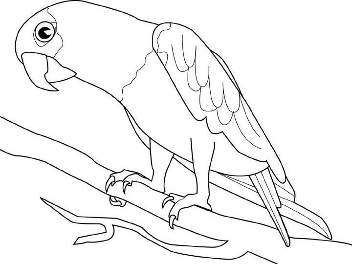 Раскраска: попугай (Животные) #16085 - Бесплатные раскраски для печати