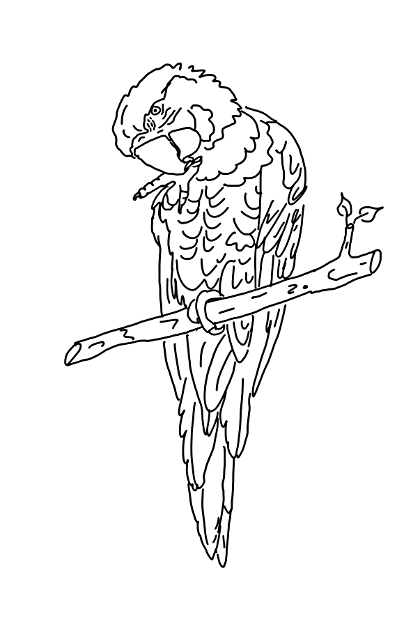 Раскраска: попугай (Животные) #16102 - Бесплатные раскраски для печати