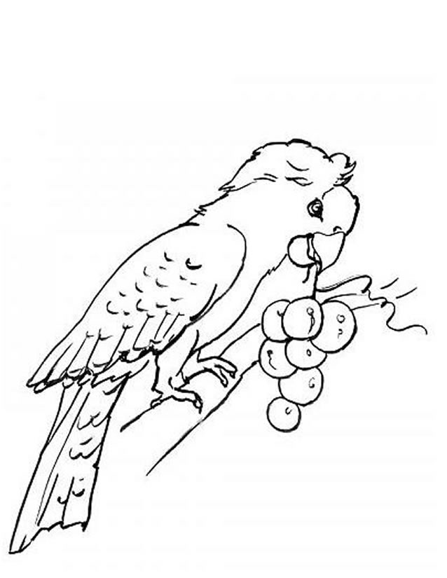 Раскраска: попугай (Животные) #16106 - Бесплатные раскраски для печати