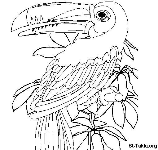 Раскраска: попугай (Животные) #16121 - Бесплатные раскраски для печати