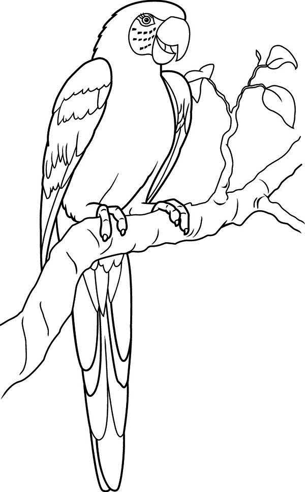 Раскраска: попугай (Животные) #16139 - Бесплатные раскраски для печати