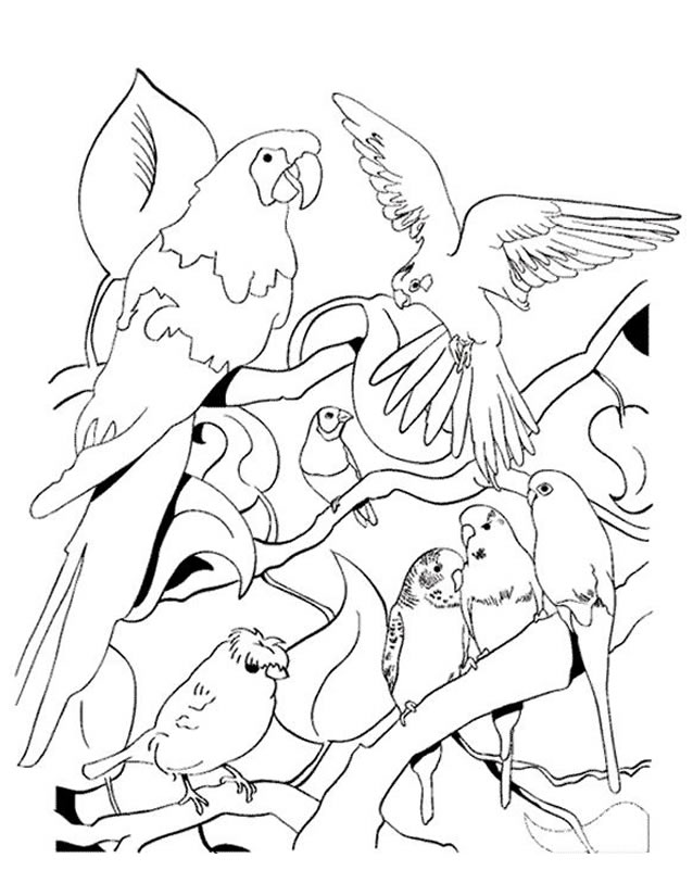 Раскраска: попугай (Животные) #16147 - Бесплатные раскраски для печати