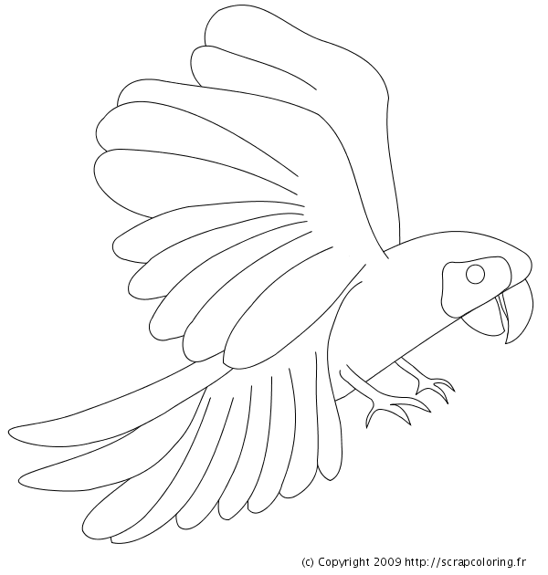 Раскраска: попугай (Животные) #16160 - Бесплатные раскраски для печати