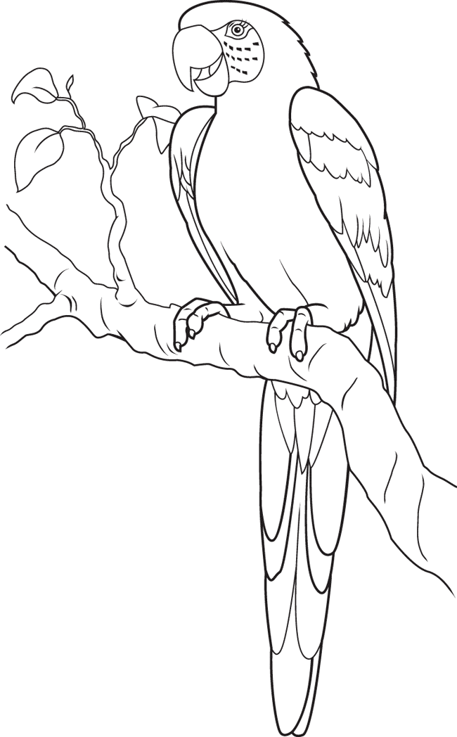 Раскраска: попугай (Животные) #16172 - Бесплатные раскраски для печати