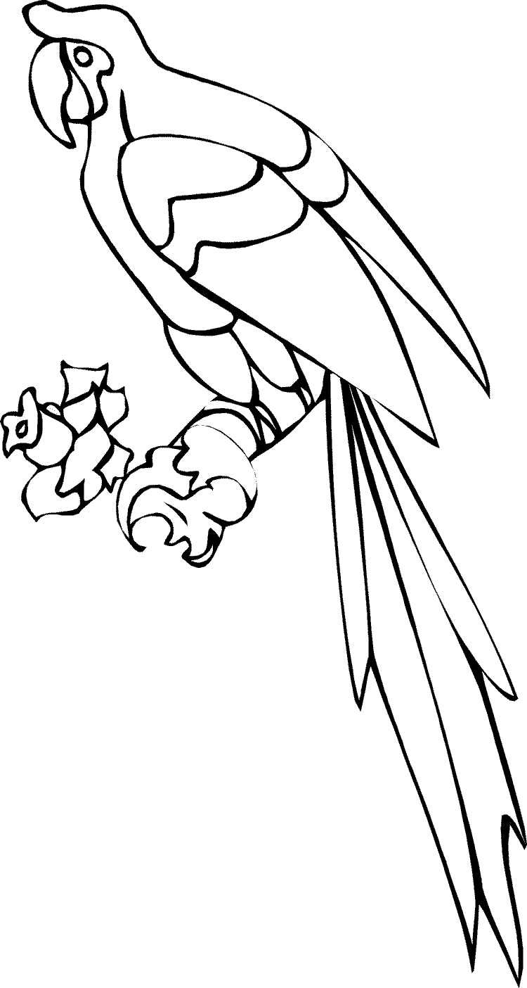 Раскраска: попугай (Животные) #16184 - Бесплатные раскраски для печати