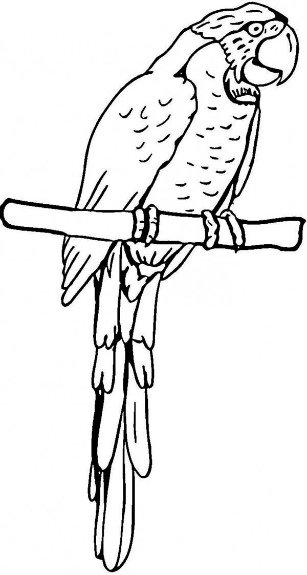 Раскраска: попугай (Животные) #16209 - Бесплатные раскраски для печати