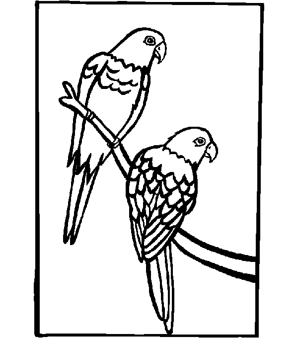 Раскраска: попугай (Животные) #16212 - Бесплатные раскраски для печати