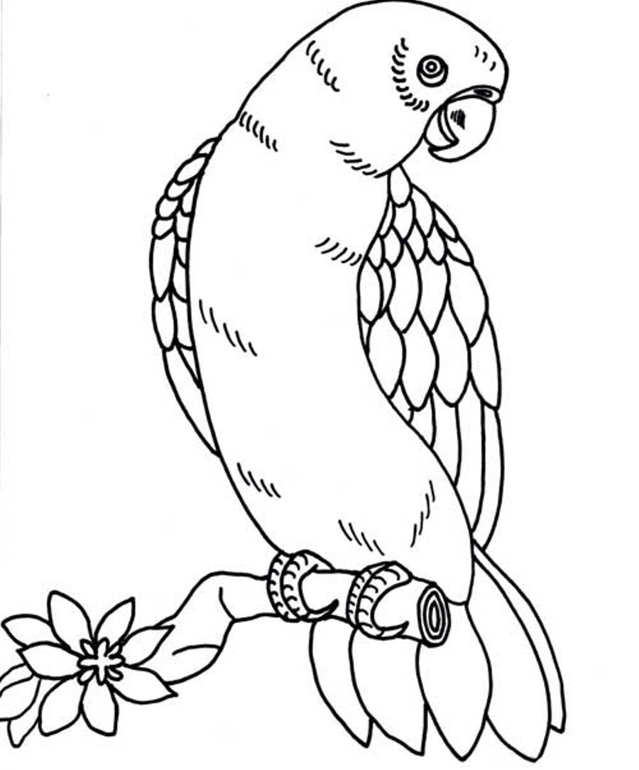 Раскраска: попугай (Животные) #16225 - Бесплатные раскраски для печати