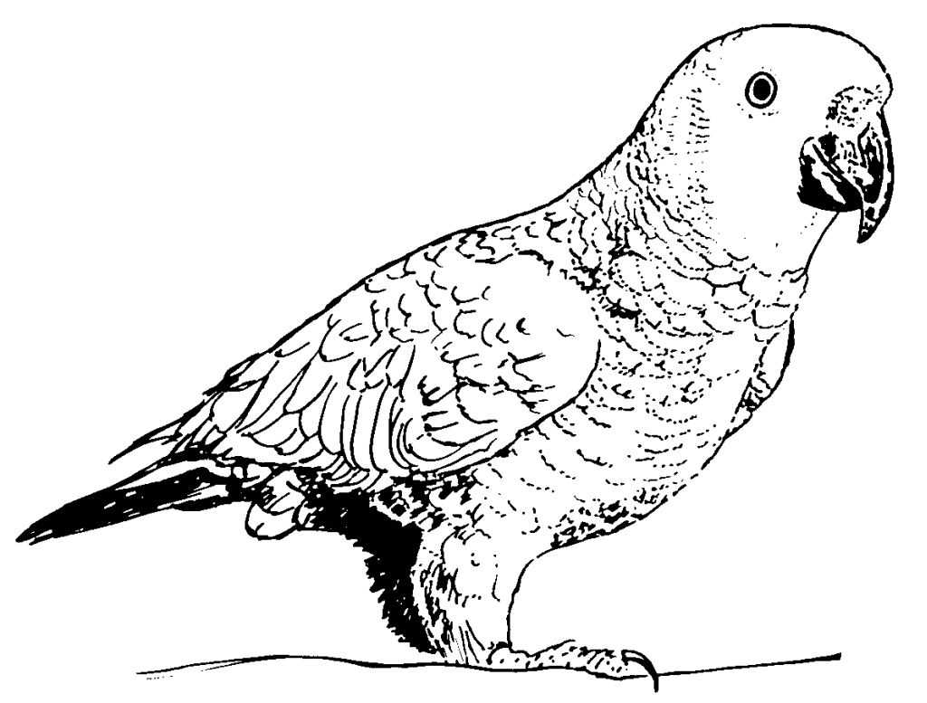 Раскраска: попугай (Животные) #16251 - Бесплатные раскраски для печати