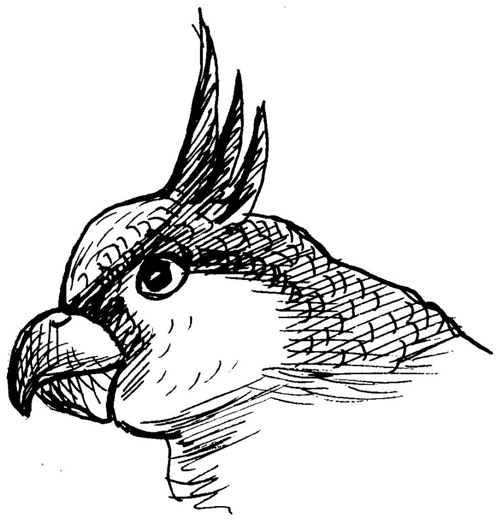 Раскраска: попугай (Животные) #16253 - Бесплатные раскраски для печати