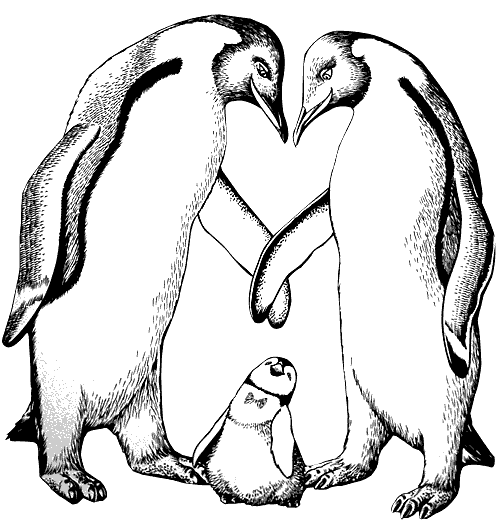 Раскраска: гагарка (Животные) #16854 - Бесплатные раскраски для печати