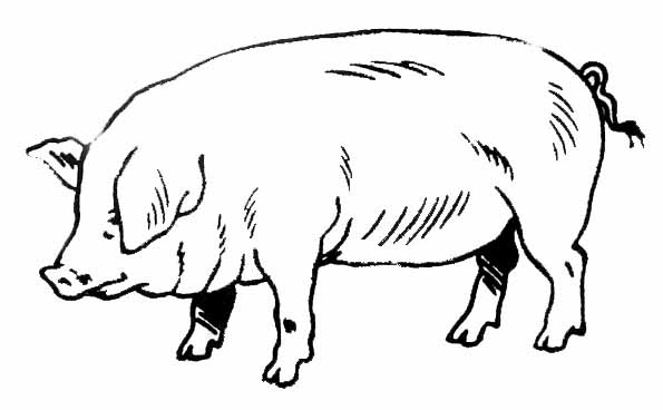 Раскраска: свинья (Животные) #3596 - Бесплатные раскраски для печати