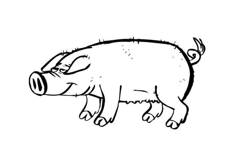 Раскраска: свинья (Животные) #3693 - Бесплатные раскраски для печати