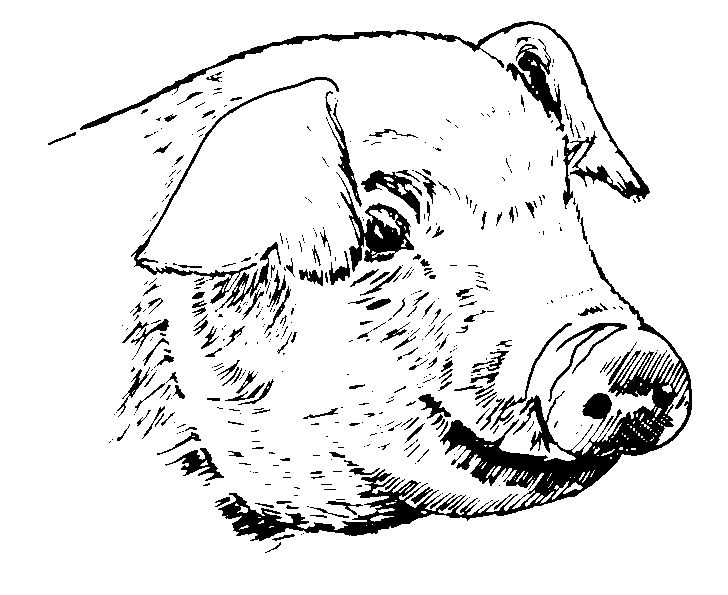 Раскраска: свинина (Животные) #17751 - Бесплатные раскраски для печати