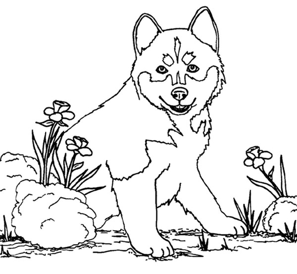 Раскраска: щенок (Животные) #2939 - Бесплатные раскраски для печати
