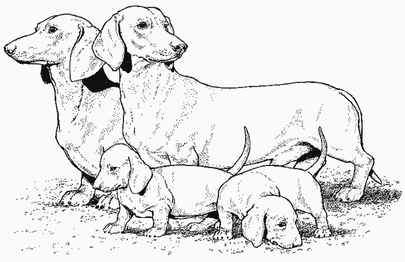 Раскраска: щенок (Животные) #2960 - Бесплатные раскраски для печати