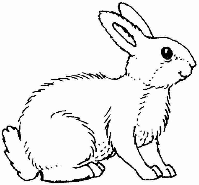 Раскраска: кролик (Животные) #9689 - Бесплатные раскраски для печати